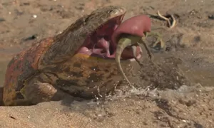 Loài ếch khổng lồ từng ăn thịt khủng long con