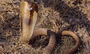 Tại sao rắn hổ mang miễn nhiễm với nọc độc?